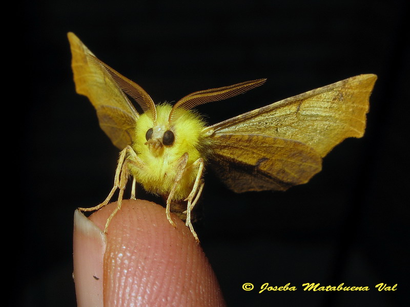 Ennomos alniaria macho (Geometridae)